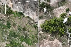 ‘국제 멸종위기 저어새’ 순천만에 서식 첫 확인