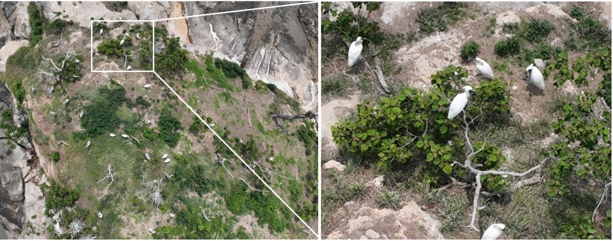 지난 6월 국제적 멸종위기종인 ‘저어새’가 순천만 별량면 무인도서에서 번식하고 있는 모습.