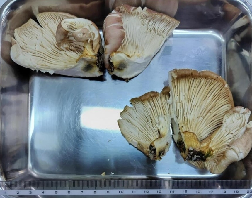 일본인 남성이 먹은 ‘달빛버섯’. MBS 뉴스 캡처