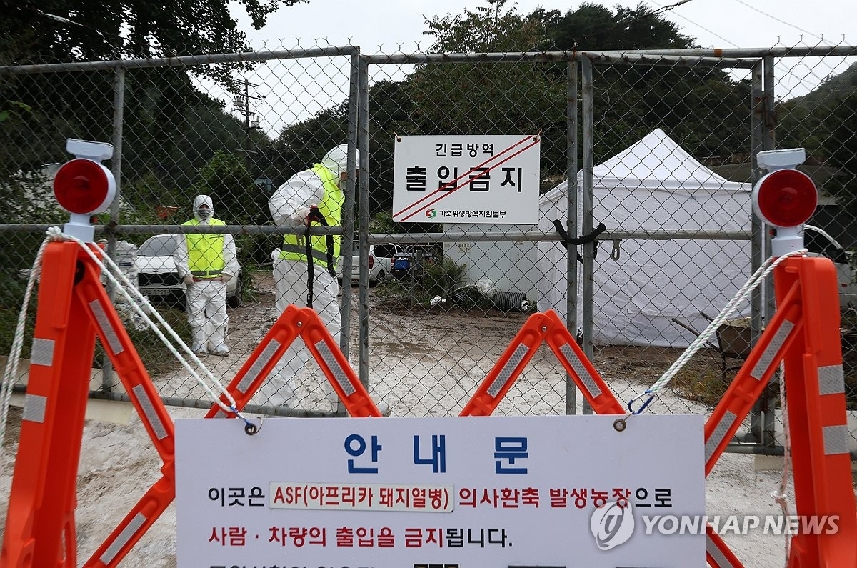 아프리카돼지열병이 발생한 농장의 긴급 방역 현장. 연합뉴스