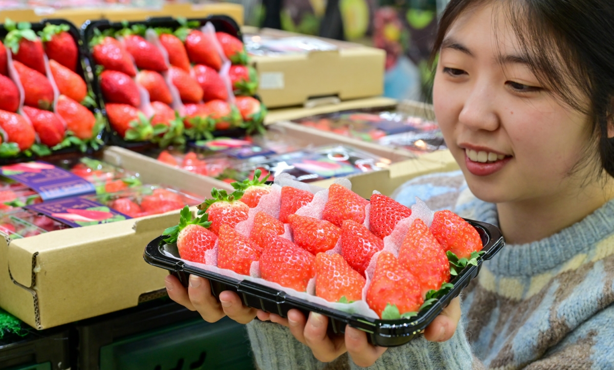 25일 서울 서초구 농협유통 하나로마트 양재점에 한 직원이 ‘킹스베리’를 들어 보이고 있다.  사진 - 하나로마트 제공