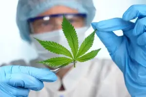 대마초 가게 1㎞ 안에 살았더니…‘응급실’ 더 자주 갔다, 무슨 일?