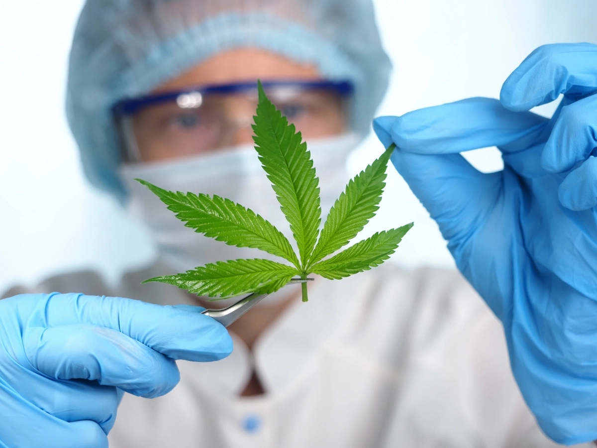 보호 장갑을 낀 연구원이 대마초 잎을 살펴보고 있다. 123rf