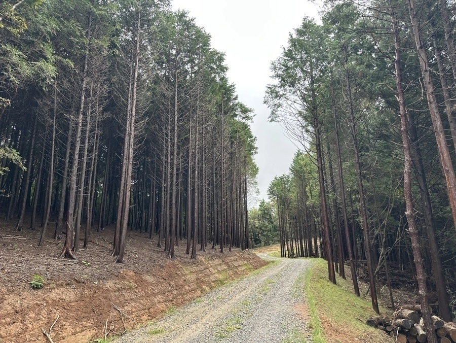 순천시 별량면에 조성된 길이 2.475㎞의 금치대룡임도