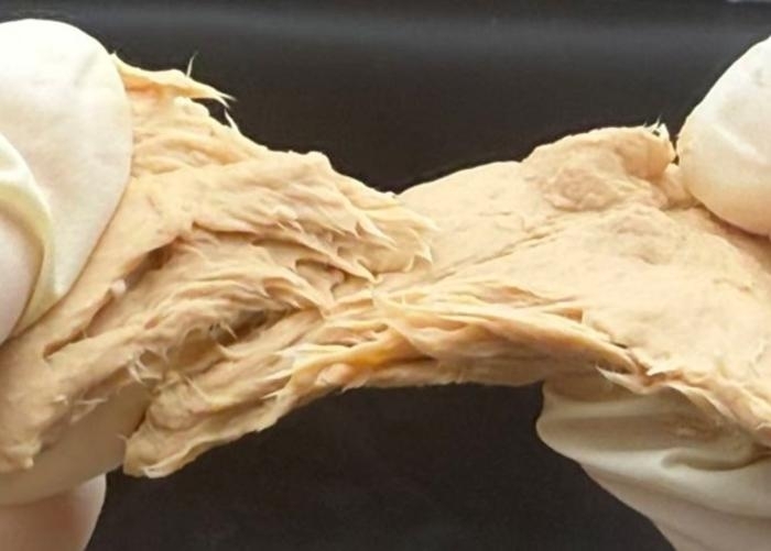 과학자들이 유전자 가위 기술을 이용해 특정 곰팡이(푸사리움 베네나툼)를 고기와 똑같은 맛과 식감을 가진 단백질 식품으로 만드는 데 성공했다.  중국 장난대 제공