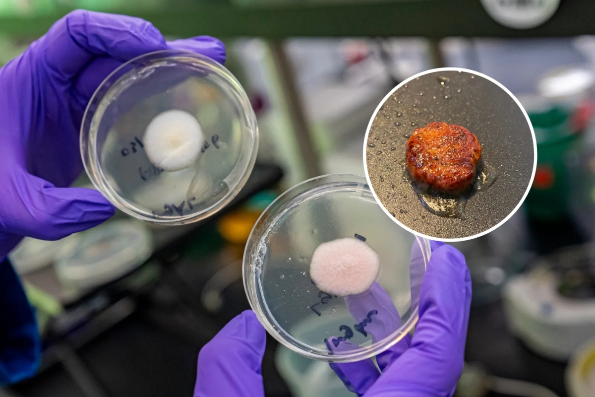 왼쪽은 천연 누룩곰팡이, 가운데는 공학적으로 조작한 누룩곰팡이. 오른쪽은 공학적으로 변화시킨 곰팡이로 만든 햄버거 패티. 과학자들은 육류 생산으로 인한 환경 영향을 줄이기 위해 곰팡이를 이용한 단백질 생산 연구를 활발히 하고 있다.  미국 캘리포니아 버클리대 제공