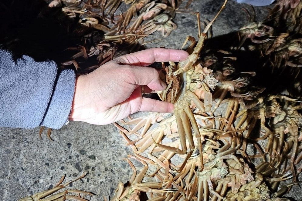 암컷 대게. 포항해경 제공