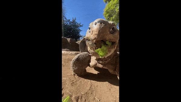 22일(현지시간) 미국 샌디에이고 동물원은 갈라파고스땅거북 ‘그래마’가 고령에 따른 뼈 질환으로 지난 20일 안락사 처분됐다고 밝혔다. 141세. 2025.11.22 샌디에이고 동물원 제공