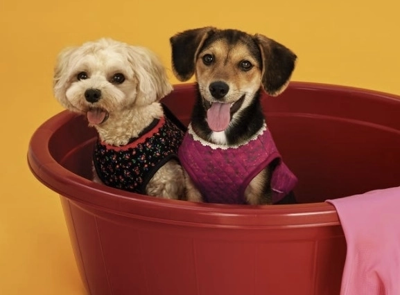 BYC의 반려견 브랜드 ‘개리야스’는 강아지용 김장조끼를 출시했다. BYC 제공