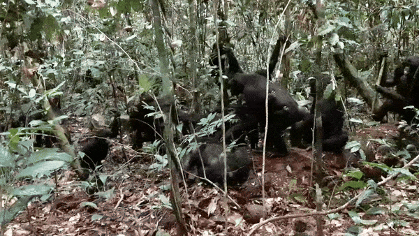 2025년 2월 18일 콩고민주공화국 루이코탈레 보노보 보호지역에서 암컷 보노보 5마리가 성체 수컷을 공격하는 가운데 한 암컷 개체가 수컷을 발로 걷어차고 있다. 커런트 바이올로지 영상 캡처