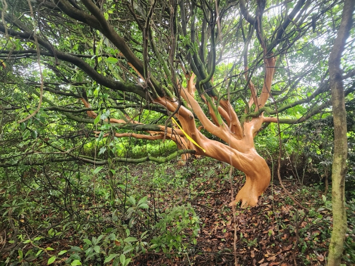 서귀포시가 박피된 후박나무에 황토를 발라 응급치료를 해놓은 모습. 제주도 제공