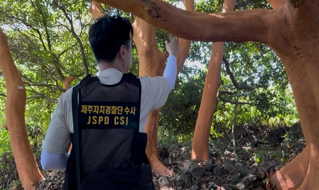 후박나무 피해현장 조사 모습. 제주도 제공
