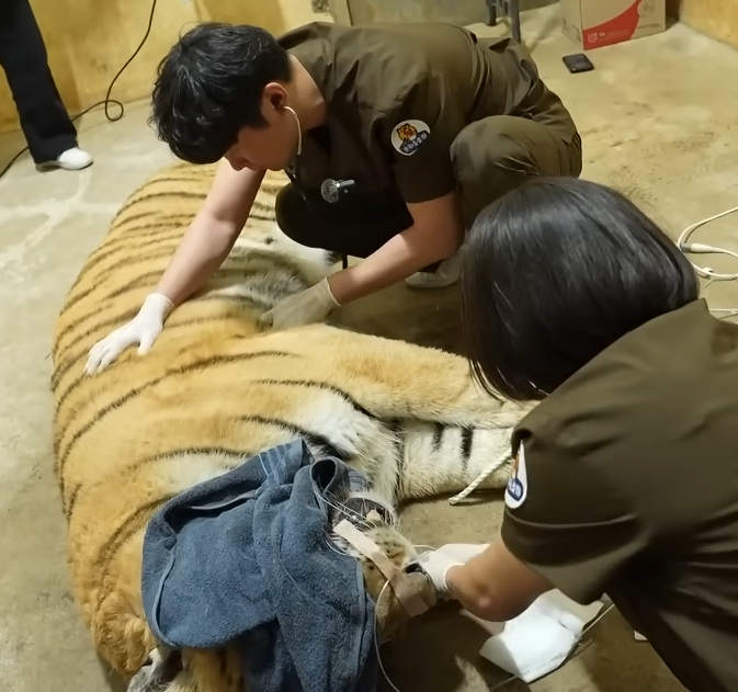 광주 우치동물원 직원들이 호랑이를 돌보고 있다. 광주광역시 제공