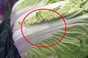 “곰팡이 아녜요?” 김장 배추 ‘검은 점’ 다닥다닥…먹어도 될까