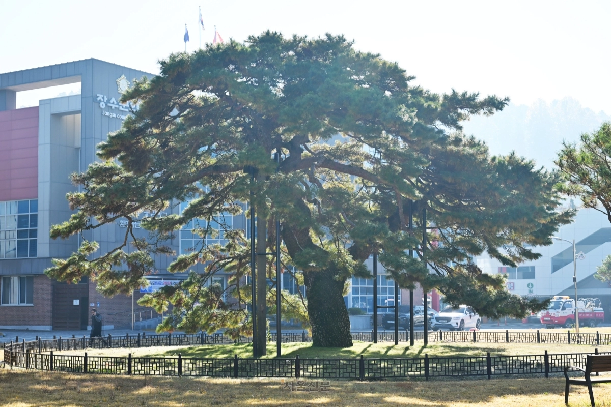 장수군청 안 의암송.