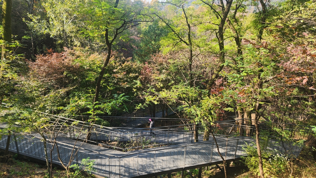 총 5.14㎞ 길이의 서울 중구﻿ 무장애 친화 숲길 ‘남산자락숲길’은 지난해 12월 전 구간이 개통됐다. 사진은 시민들이 남산자락숲길의 목재 데크길을 산책하는 모습. 중구 제공