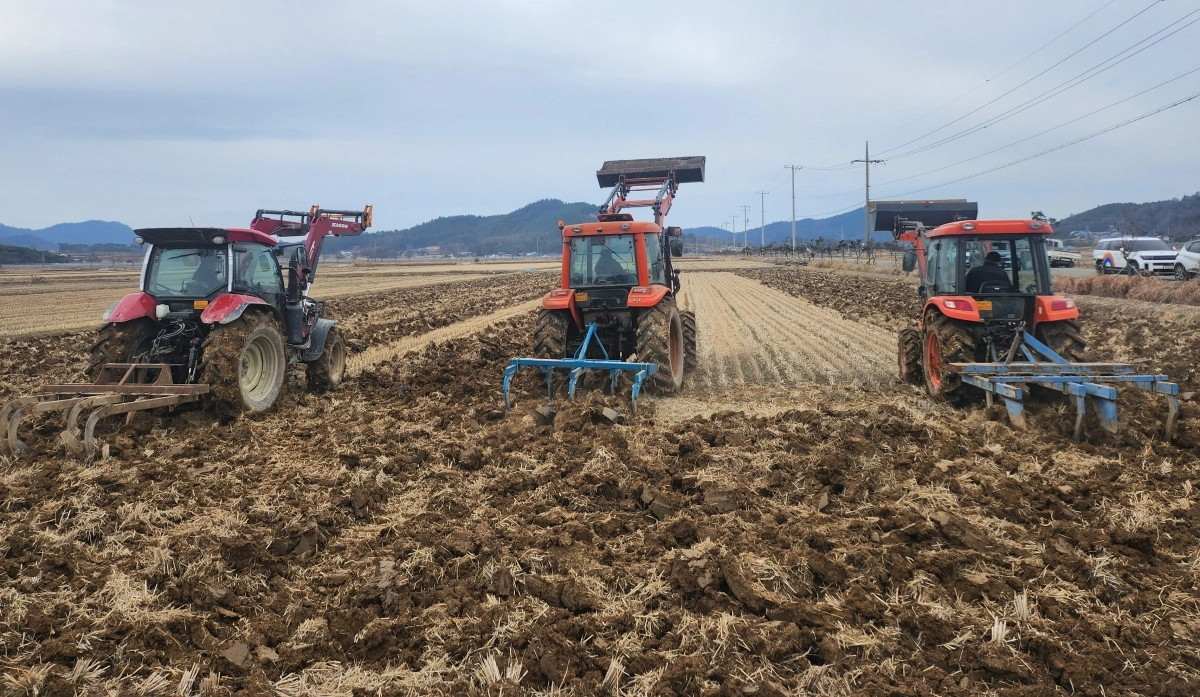 영암군 학산면 농민들이 왕우렁이 월동 피해를 예방하기 위해 논 깊이갈이를 하고 있다.
