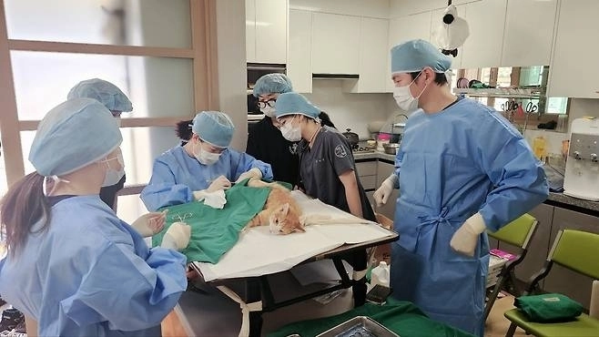 충북 청주시와 청주동물원이 상당구 문의면 묘암리를 찾아 시골동물 의료봉사를 하고 있다. 청주시 제공.