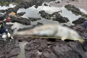 제주 해수욕장에 나타난 2미터 사체…“멸종 위기, 부패 심해”