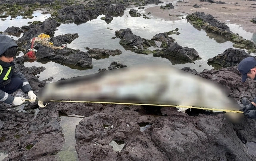 제주 제주시 삼양해수욕장 갯바위에서 발견된 남방큰돌고래 추정 사체. 자료 :  제주해양경찰서