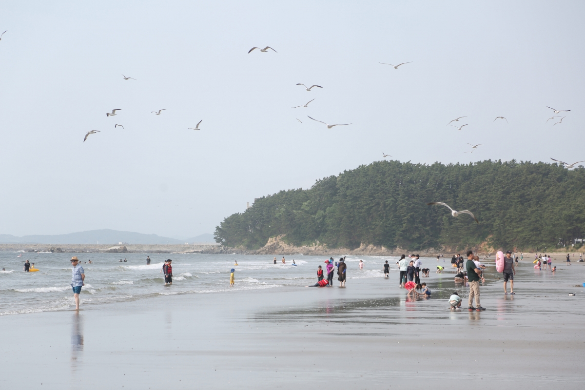 충남 서천군 춘장대해수욕장. 군 제공