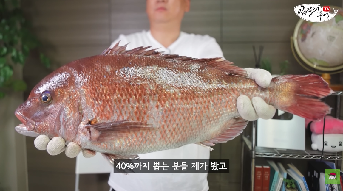 유튜브 채널 ‘입질의추억TV’에 따르면 참돔 수율은 33~40% 정도다. ‘입질의추억TV’ 캡처