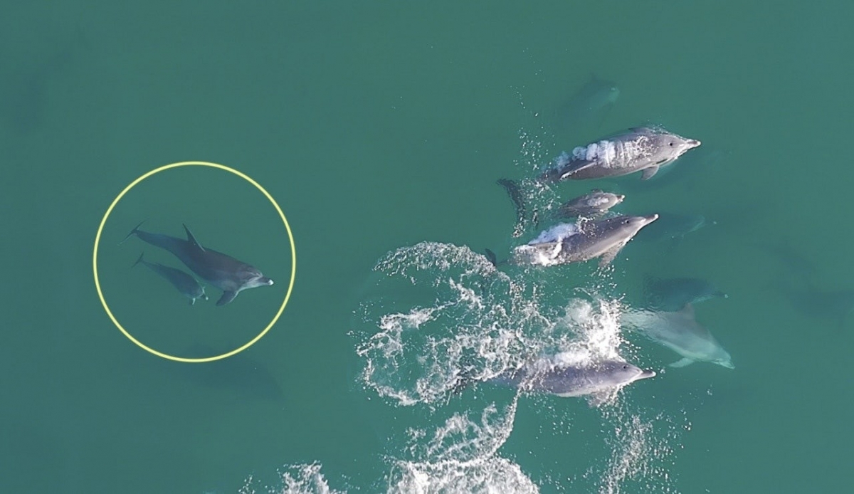 지난 11월 12일 구좌읍 종달리에서 제주남방큰돌고래가 새끼 돌고래와 함께 유영하는 모습이 포착됐다. 다큐제주·제주대학교 고래 해양생물보전연구센터 제공