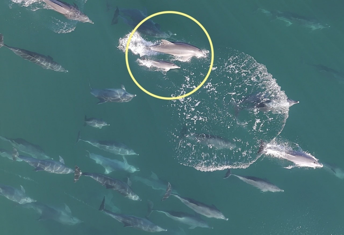 제주남방큰돌고래 춘삼이와 새끼돌고래. 다큐제주·제주대학교 고래 해양생물보전연구센터 제공