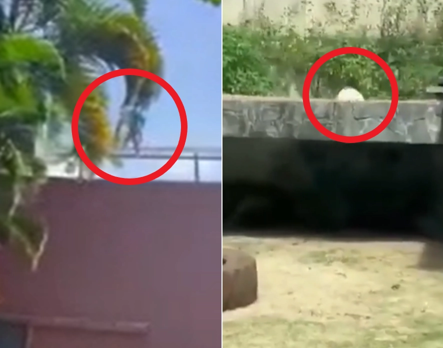 사자 우리 6m 담장을 넘어가는 남성이 우리 바깥쪽에서 촬영된 모습(왼쪽)과 남성이 암사자 공격을 받아 땅으로 떨어진 직후 도망치려 하는 모습(오른쪽). 엑스 캡처