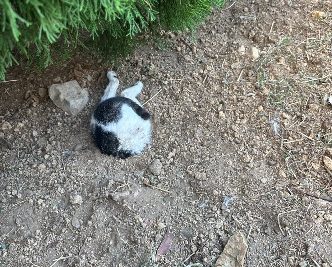 땅에 파묻혀 죽어있는 고양이. 연합뉴스