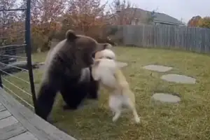 태양광 패널이 곰 서식지 파괴? 틱톡에 퍼지는 AI 곰 영상에 日 ‘골치’