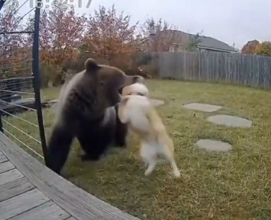 인공지능을 이용해 제작된 가짜 곰 영상. 틱톡 캡처