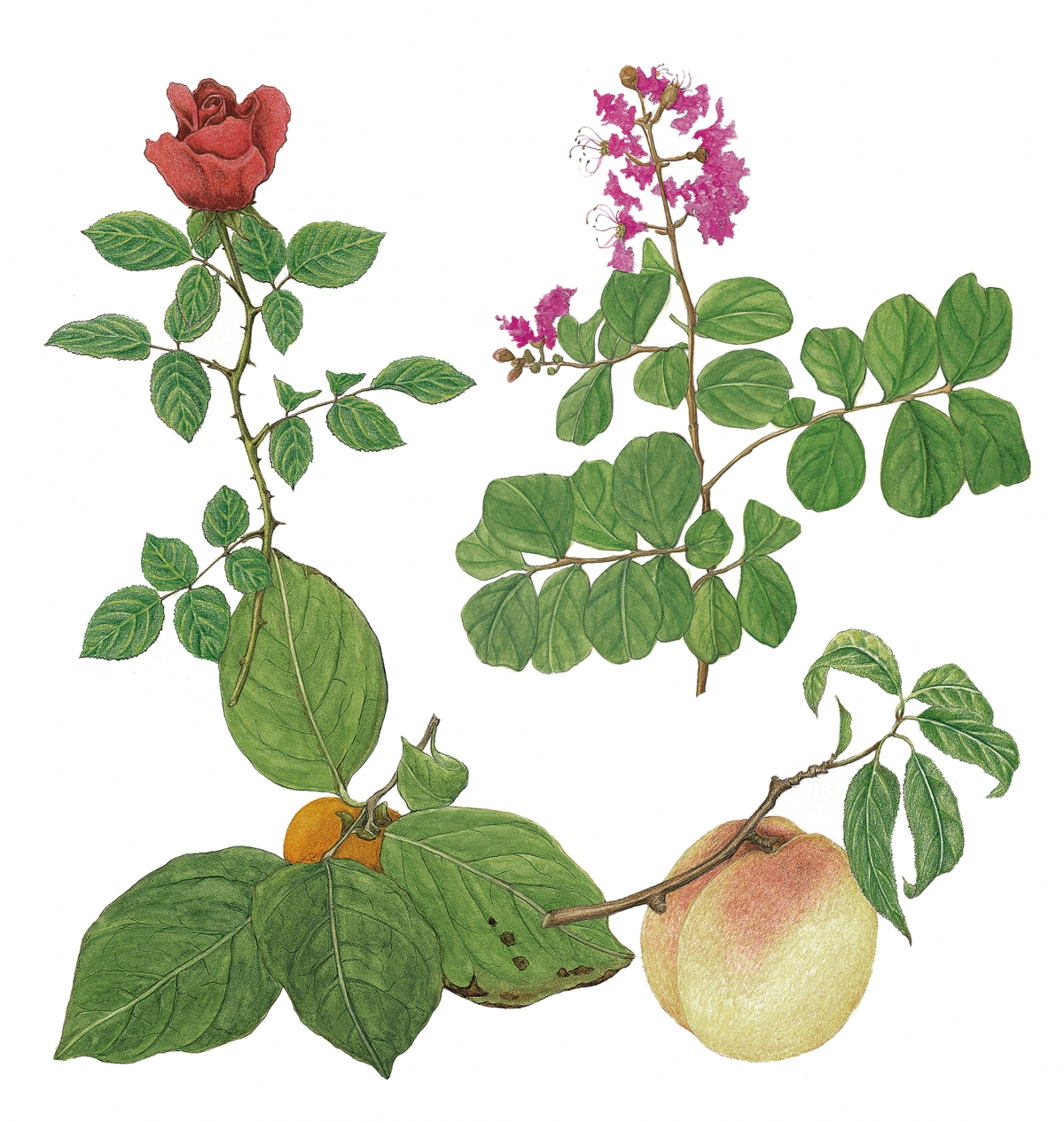 겨울철 추위와 건조, 염분 등에 취약한 장미, 배롱나무, 복사나무, 감나무(왼쪽 위부터 시계 방향으로)의 경우 나무줄기를 피복하는 월동 대책이 필요하다.