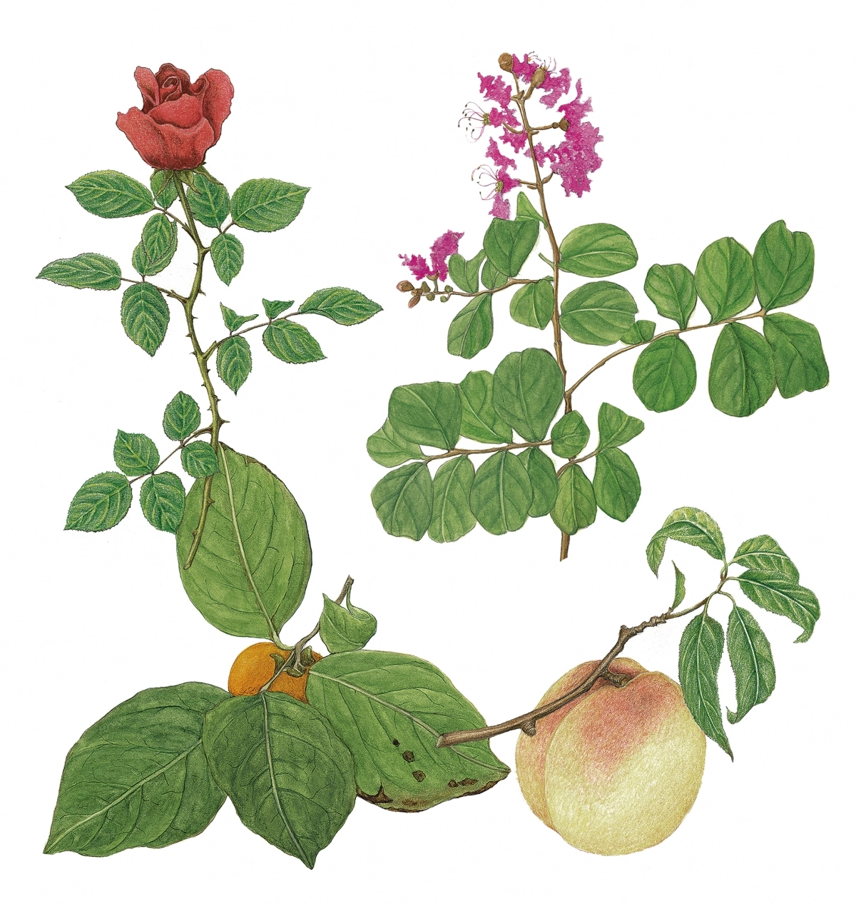 겨울철 추위와 건조, 염분 등에 취약한 장미, 배롱나무, 복사나무, 감나무(왼쪽 위부터 시계 방향으로)의 경우 나무줄기를 피복하는 월동 대책이 필요하다.