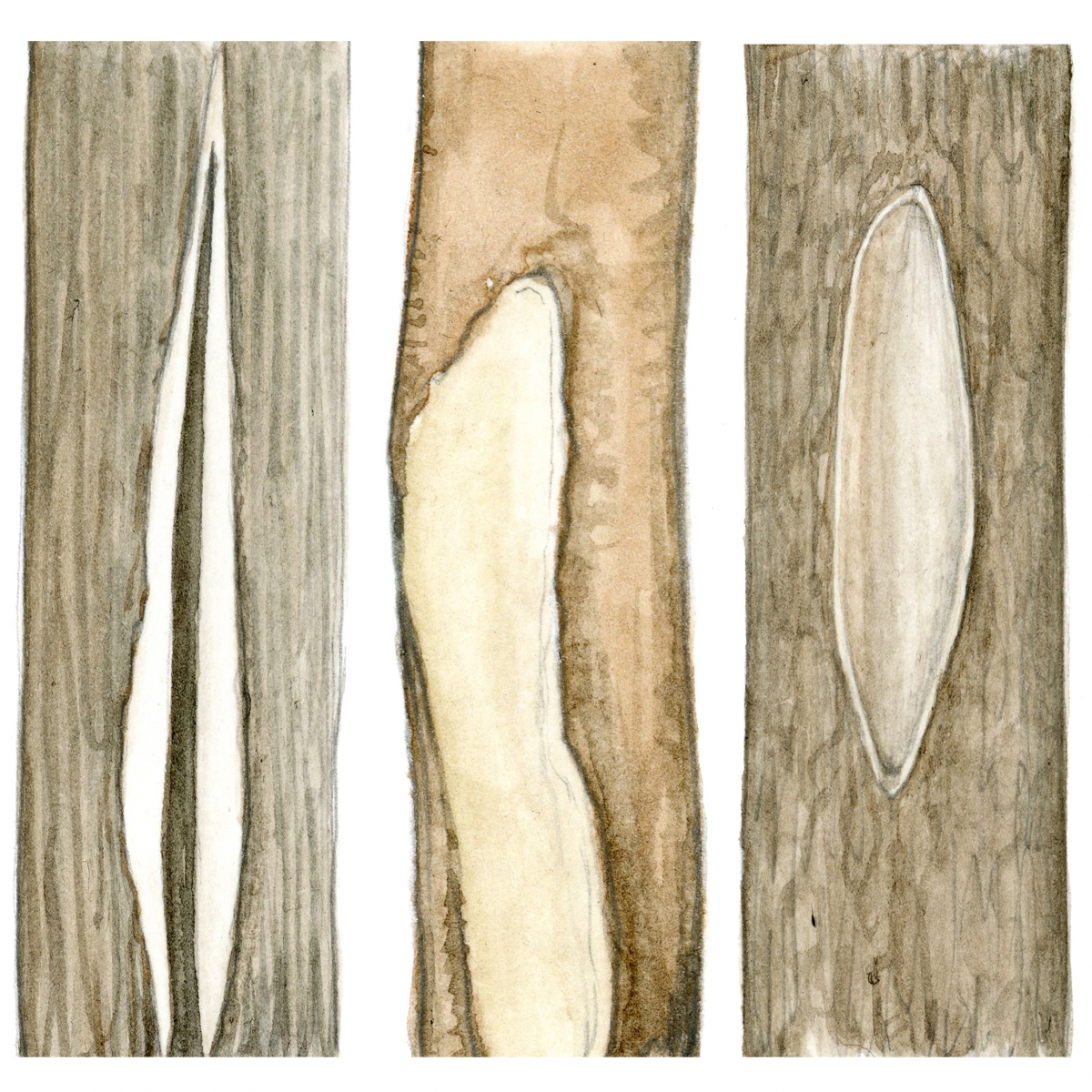 겨울철 나무가 고광도 햇빛에 노출된 후 해가 지고 기온이 급격히 떨어지면 나무껍질이 벗겨지거나 갈라지는 손상이 발생한다.