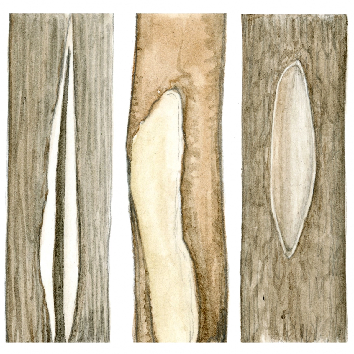 겨울철 나무가 고광도 햇빛에 노출된 후 해가 지고 기온이 급격히 떨어지면 나무껍질이 벗겨지거나 갈라지는 손상이 발생한다.