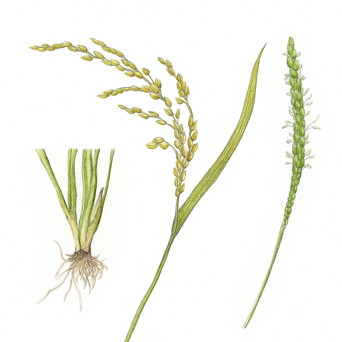 우리나라에서 나무의 겨울옷으로 애용되는 재료는 벼를 수확하고 남은 줄기인 볏짚이다.