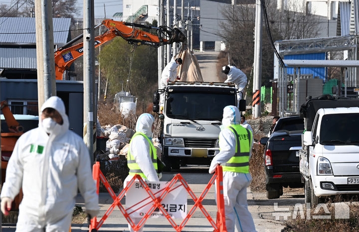 고병원성 조류인플루엔자가 발생한 평택의 한 산란계 농장에서 2일 관계자들이 살처분 작업을 하고 있다. 뉴시스