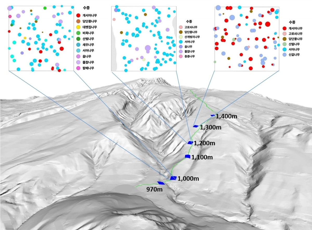 어리목 수종 분포도. 제주도 제공
