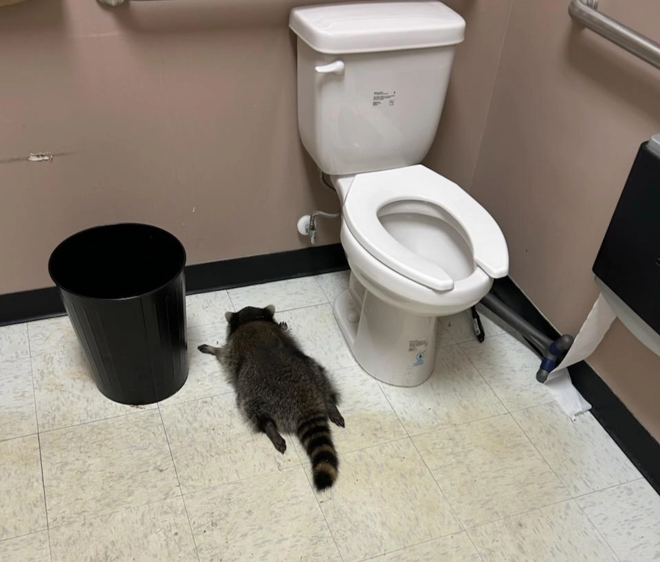 미국 버지니아주의 한 주류 판매점에 침입한 라쿤(미국 너구리)이 술에 취한 채 화장실에 엎드려 있는 모습. 해노버카운티 동물보호소 페이스북 캡처