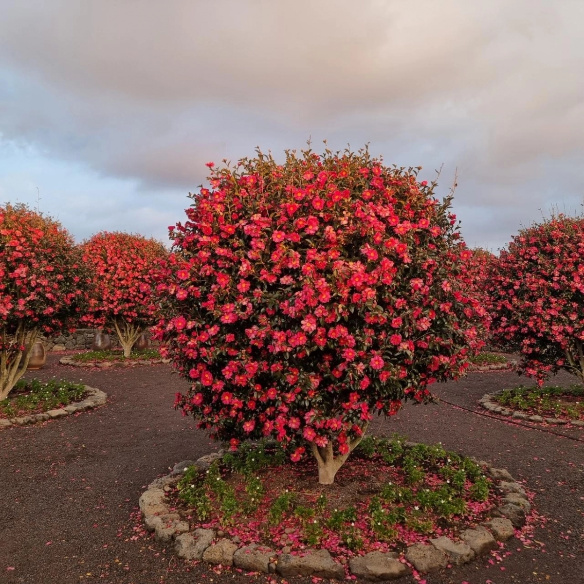 삼달리꽃밭에서. 제주관광공사 제공