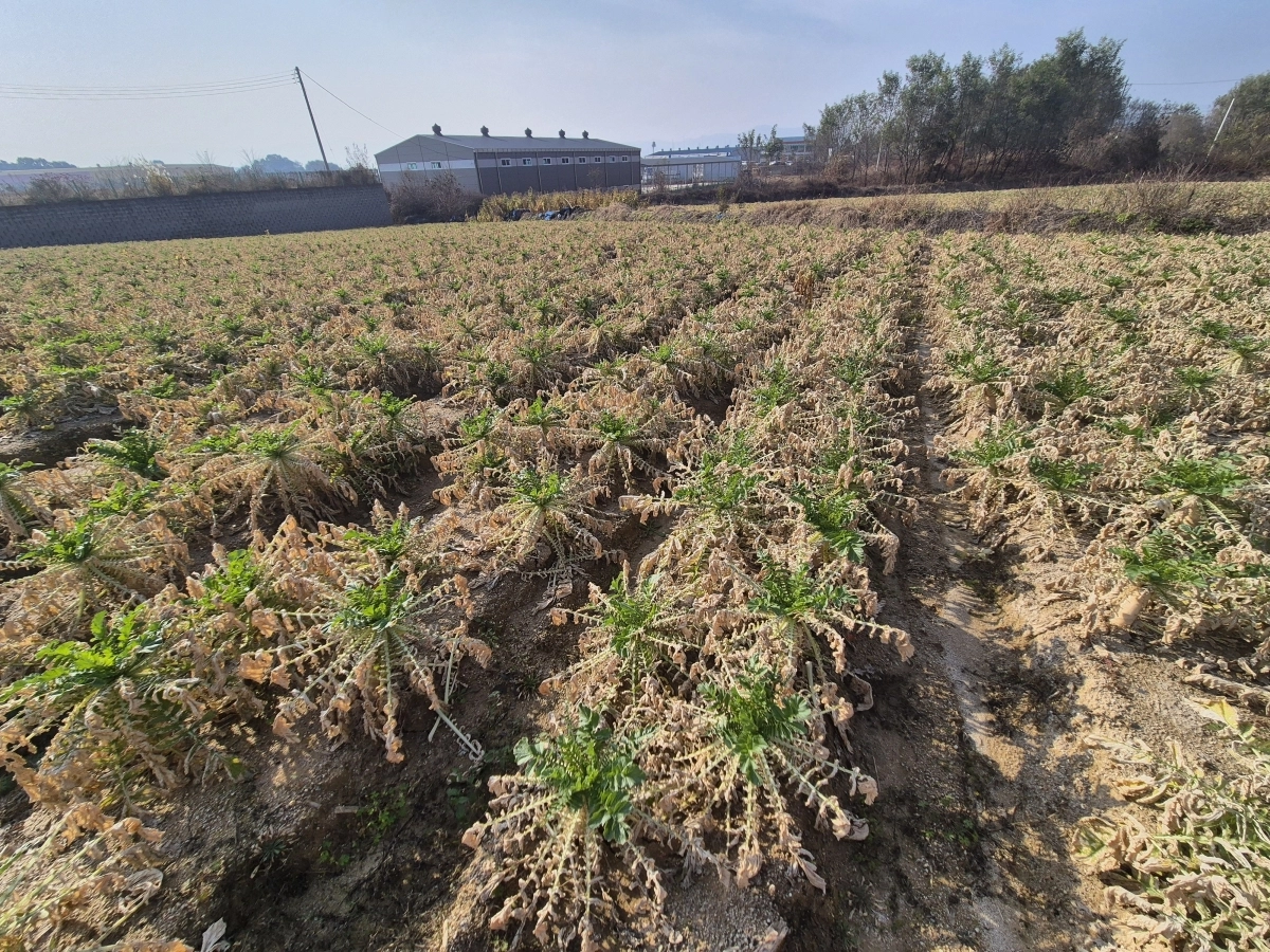 음성군 대소면의 한 무밭이 화학물질 유출 사고로 갈변 피해를 입었다. 독자 제공.