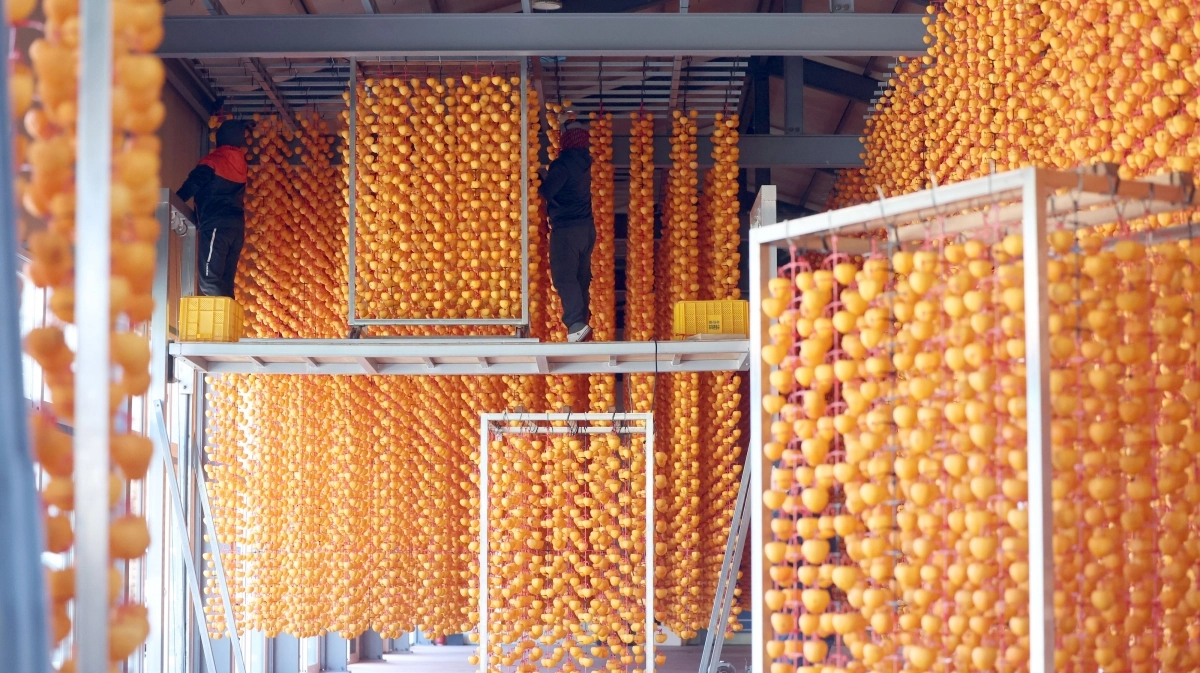 초겨울 곶감 말리기 한창