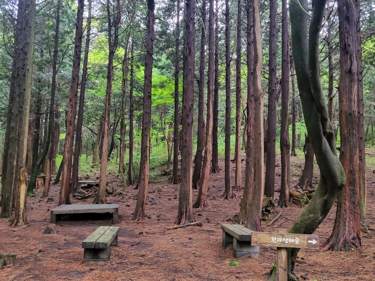 제주도가 4일부터 제주시민에겐 공짜, 서귀포시민에겐 입장료를 받던 절물자연휴양림이 도민 누구에게나 무료 개방되고 있다. 제주 강동삼 기자