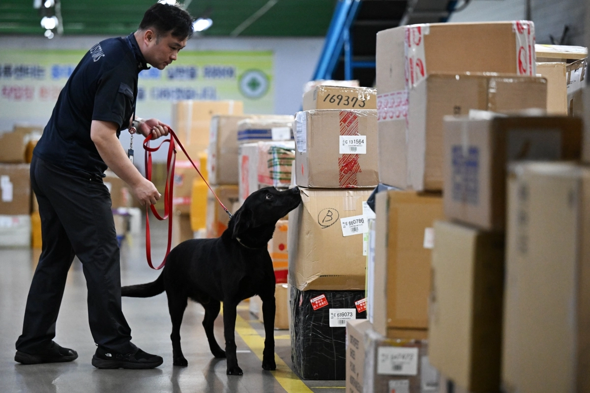인천공항본부세관 국제우편통관센터에서 박 주무관과 딜론이가 적재된 박스 확인을 하고 있다.