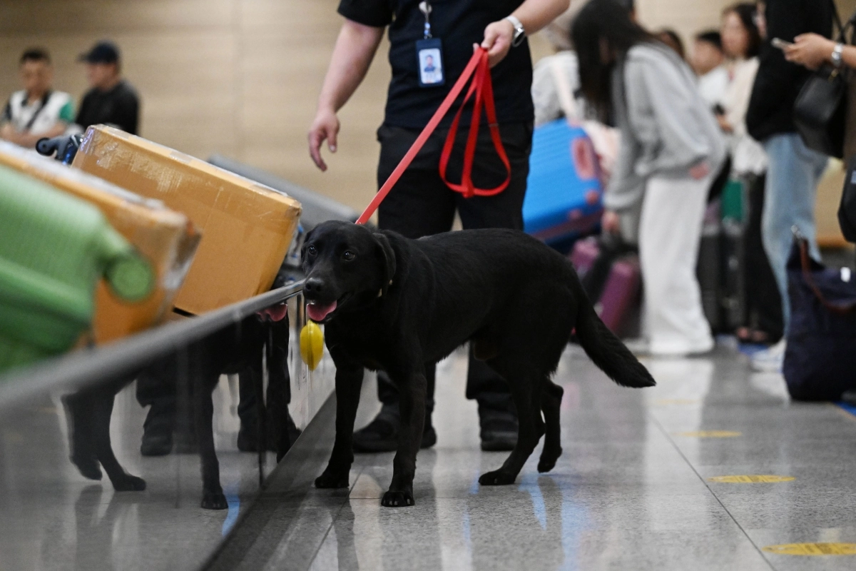 인천공항 여객 수하물 수취대에서 딜론이가 수화물을 점검하고 있다.