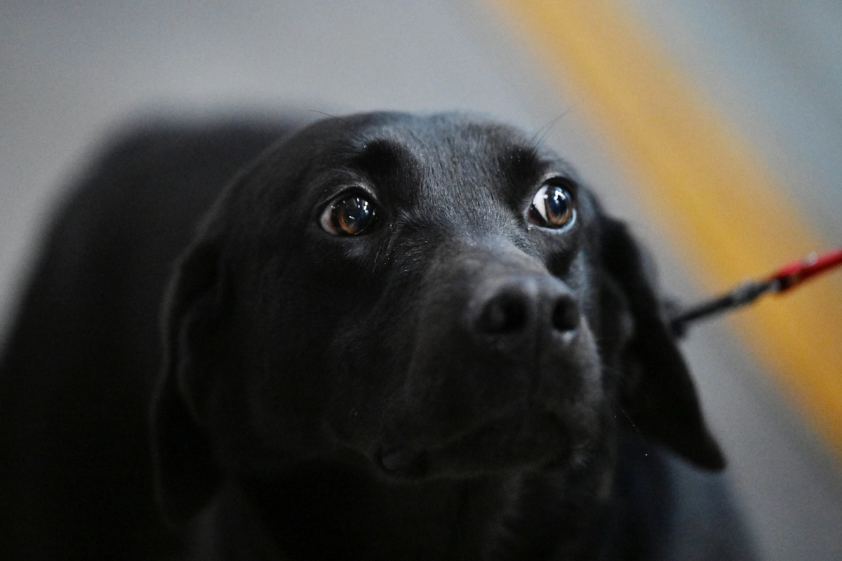 수화물 점검을 마친 딜론이가 휴식을 취하고 있다.
