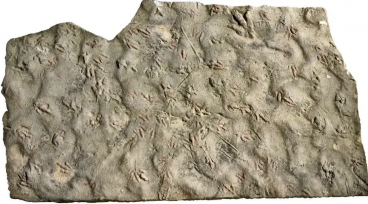 중국 쓰촨성의 한 형제가 집 마당 디딤돌로 사용했던 공룡 발자국 화석. QQ닷컴