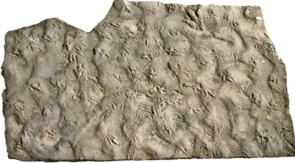 중국 쓰촨성의 한 형제가 집 마당 디딤돌로 사용했던 공룡 발자국 화석. QQ닷컴