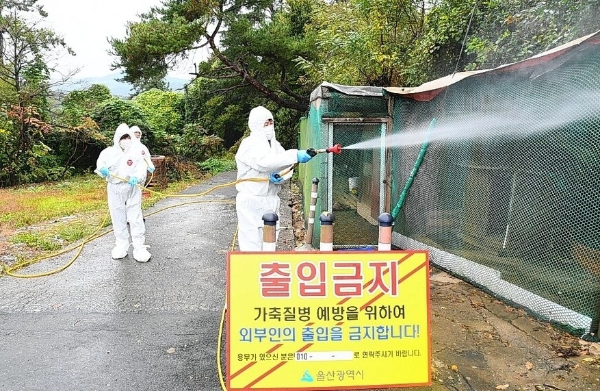 고병원성 조류인플루엔자 차단 방역.